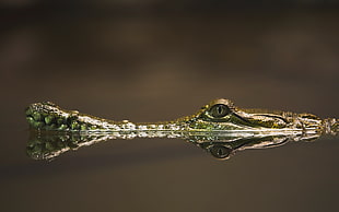 crocodile in water HD wallpaper