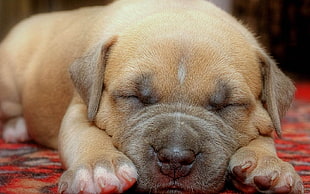 tam American Bully puppy HD wallpaper