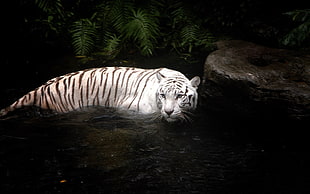 white tiger HD wallpaper