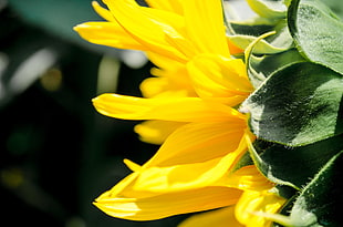 closeup photo of yellow Sunflower