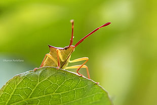 red and yellow bug on leaf macro photography HD wallpaper