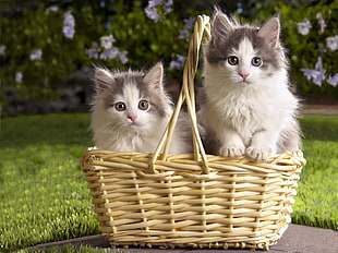 two white and gray Persian kitten in brown woven basket