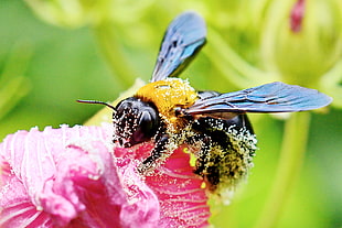 shallow focus photo of bee on flower, carpenter bee, cotton