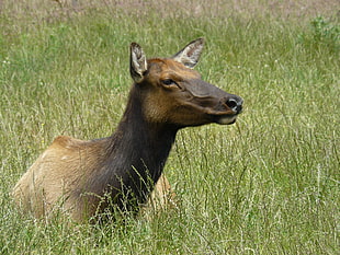 closeup photo of black and brown animal on green grass field, roosevelt elk