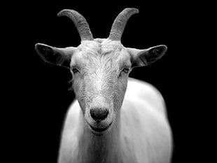 closeup photo of white goat