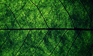 green leaf HD wallpaper