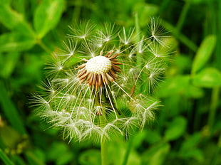 closeup photography of white Dandelion flower