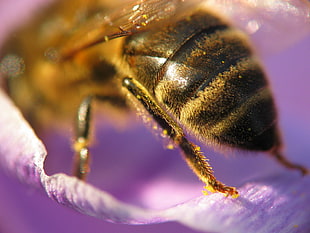 Honey bee on closeup photography