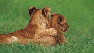 two lion cubs lying on green grass field during daytime