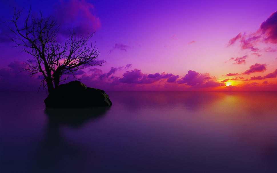 silhouette of withered tree on body of water HD wallpaper