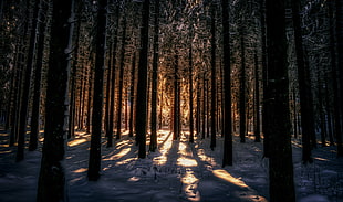 pine tree lot, dark, winter, sunlight, snow HD wallpaper