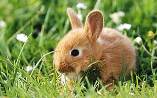 shallow focus photography of brown rabbit