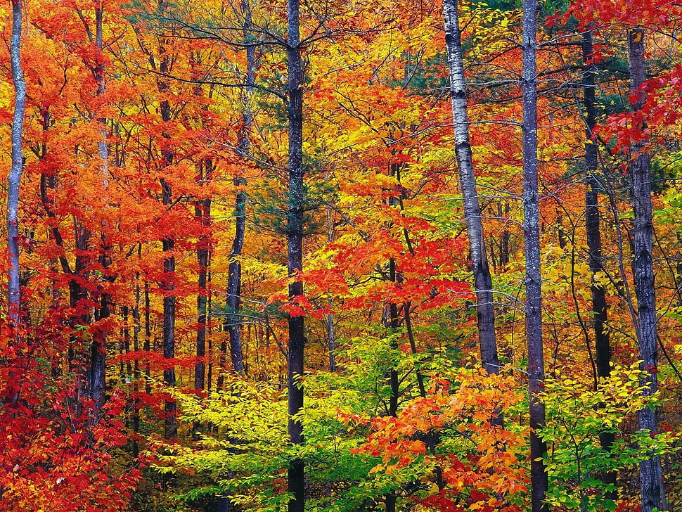orange and green leafed tree forest during day time HD wallpaper