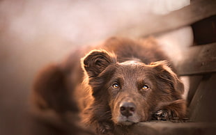 depth of field photography of dog leaning on bench