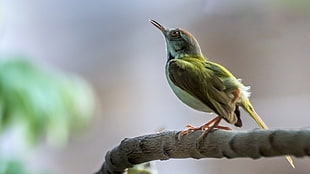 green hummingbird in shallow photography