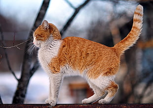 close up photography of orange tabby cat