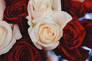macro shot photography of white and red roses