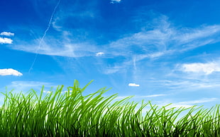 green leafed grass illustration, sky HD wallpaper
