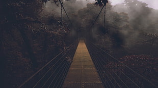 bridge center of trees with fog photo