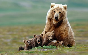 brown grizzly bear family, animals, bears, baby animals HD wallpaper