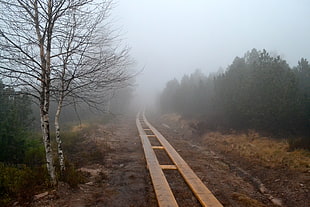 railway beside leafless tree at foggy area