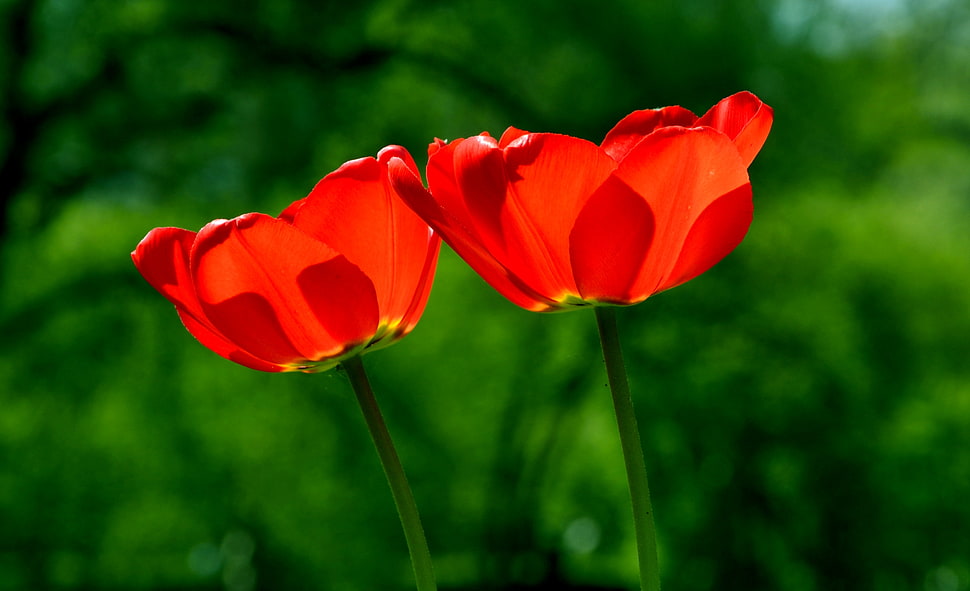 focus photography of two red petaled flowers HD wallpaper
