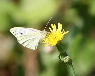 close up photo of white moth on yellow petaled flower during daytime, mustard white, butterfly