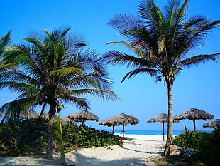 two coconut palm trees near white sand beach