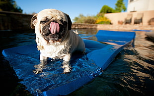 closeup photo of adult fawn Pug riding on blue floater during daytime