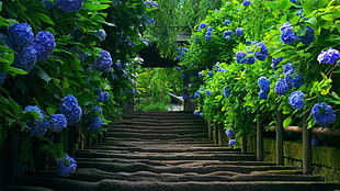 concrete stairs in between blue flower plants