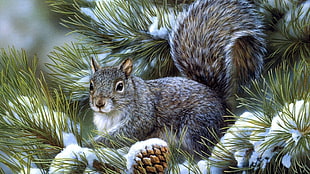 closeup photo of grey and white squirrel
