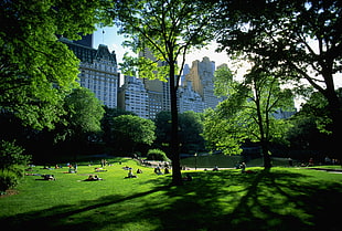 people on park near high-rise buildings at daytime, architecture, Central Park, New York City, people