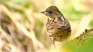 selective focus photography of brown and beige small-beak bird standing on branch, black-faced bunting