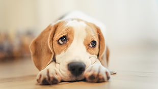 white and lemon beagle puppy, dog, white