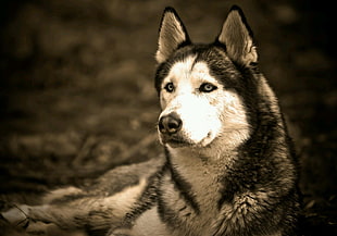 adult white and black Siberian husky, Siberian Husky , blue eyes, animals, dog