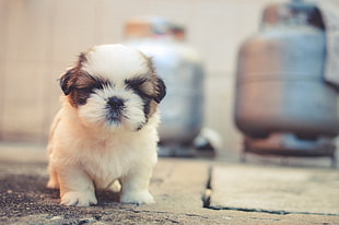 White and Brown Long Coated Puppy Macroshot Photography HD wallpaper