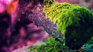 tilt shift lens photography of green moss on brown tree log