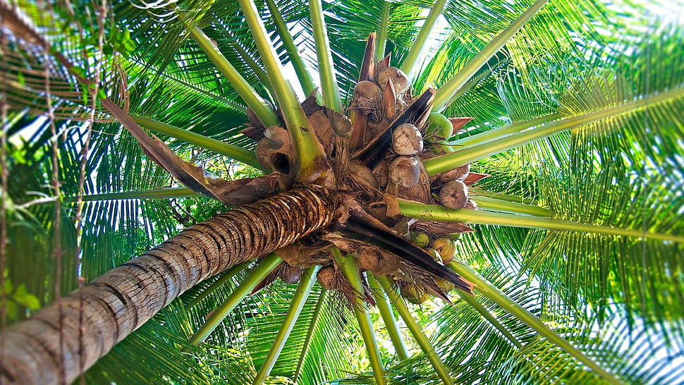 low angle photography of green palm tree HD wallpaper