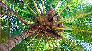 low angle photography of green palm tree
