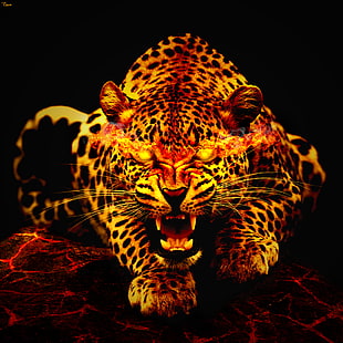 leopard photo HD wallpaper