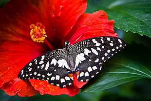 black and white spotted butterfly on red flower HD wallpaper