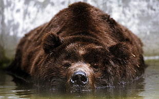 large brown bear on body of low water