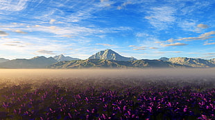 field of purple flowers near mountains HD wallpaper