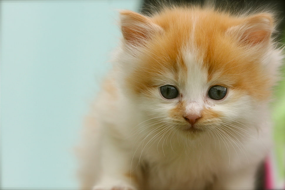 short-fur white and orange kitten HD wallpaper