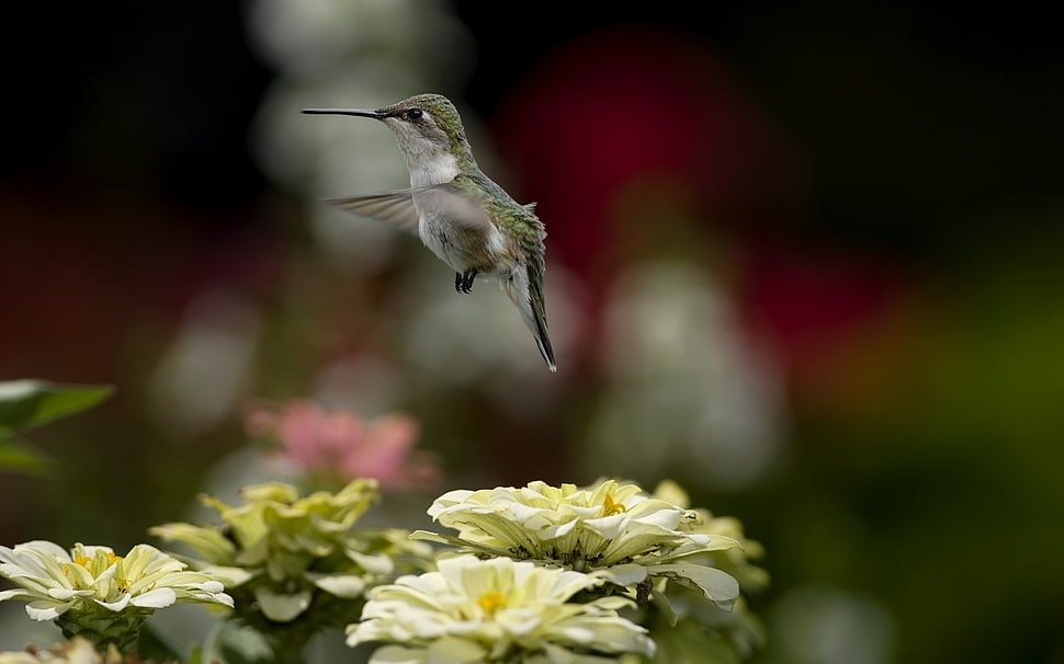 focus photography of hummingbird above white petaled flowers HD wallpaper