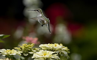 focus photography of hummingbird above white petaled flowers