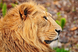 macro shot photo of lion