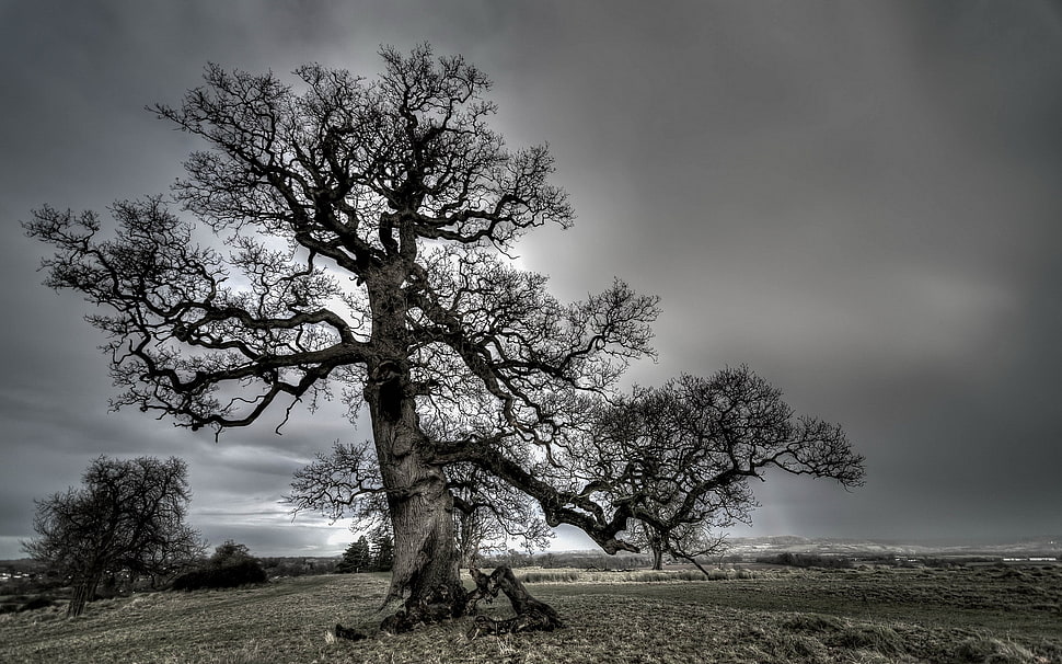 grayscale photo of leaveless tree HD wallpaper