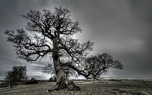 grayscale photo of leaveless tree