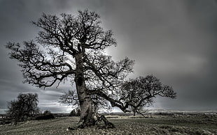grayscale photo of leaveless tree HD wallpaper